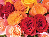 Live Colourfully Rose Bouquet