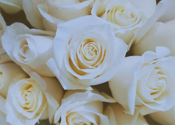 Bridal White Rose Bouquet