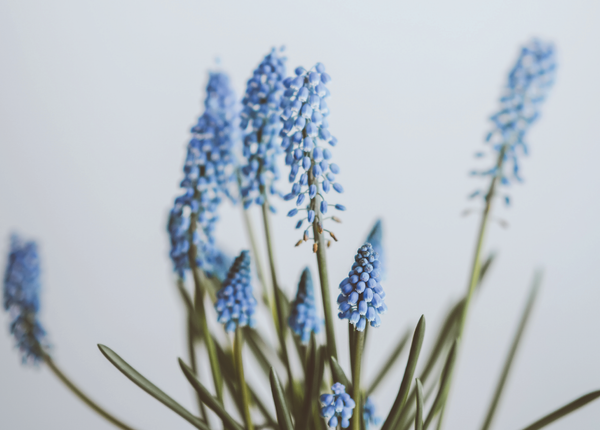 Disposable Placemats - Blue Florals