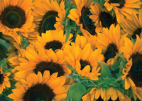 Disposable Placemats - Sunshine Sunflowers